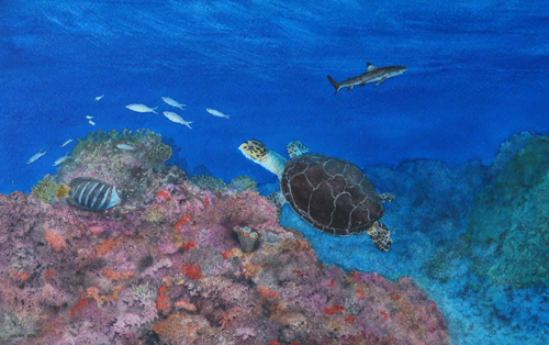 Turtle Territory